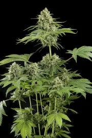 Moby Dick – DinaFem Seeds – Feminized