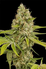 OG Kush – DinaFem Seeds – Feminized