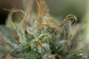 Remo Chemo – DinaFem Seeds – Feminized