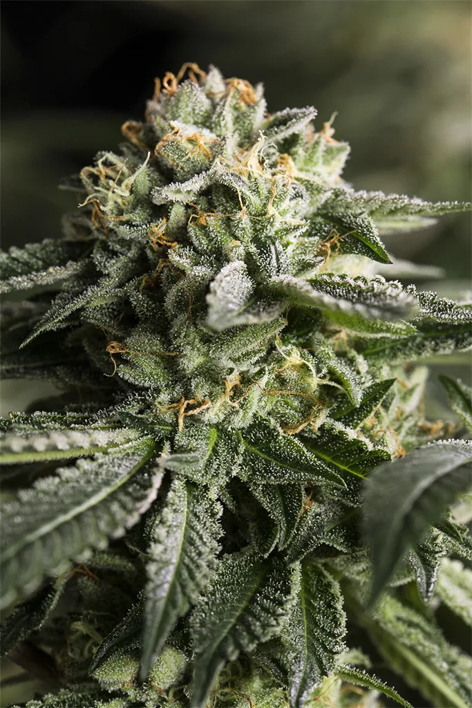 Remo Chemo – DinaFem Seeds – Feminized