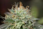 Remo Chemo – DinaFem Seeds – Feminized