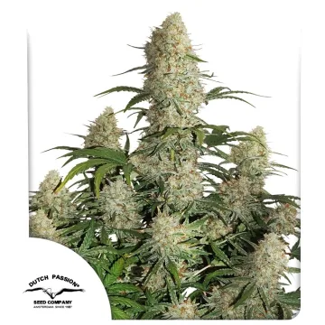 Auto Critical Orange Punch – Dutch Passion – autoflowering