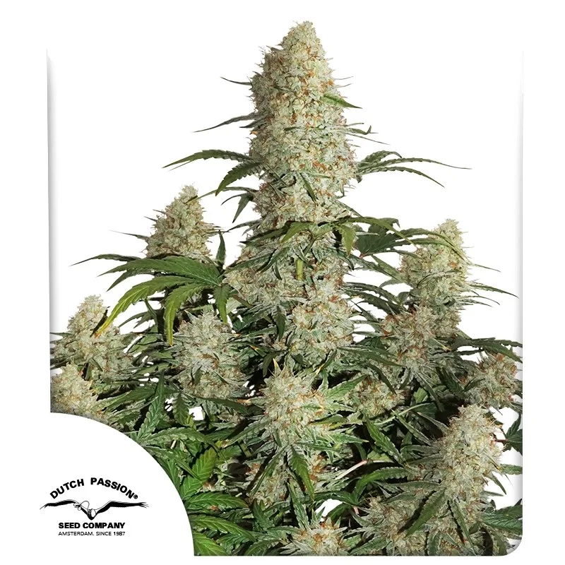 Auto Critical Orange Punch – Dutch Passion – autoflowering