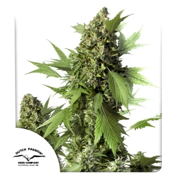 Auto Duck – Dutch Passion – autoflowering