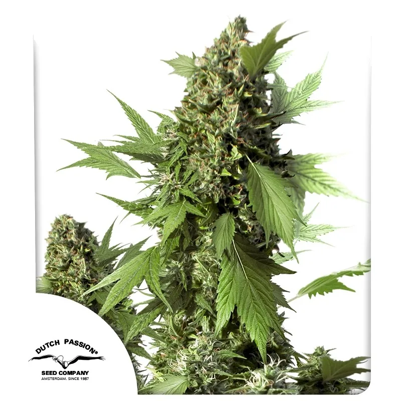 Auto Duck – Dutch Passion – autoflowering