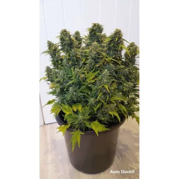 Auto Duck – Dutch Passion – autoflowering