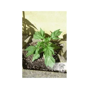Auto Duck – Dutch Passion – autoflowering