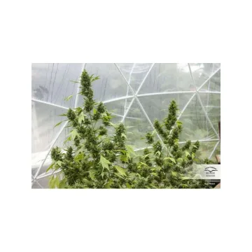 Auto Duck – Dutch Passion – autoflowering
