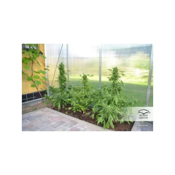 Auto Duck – Dutch Passion – autoflowering