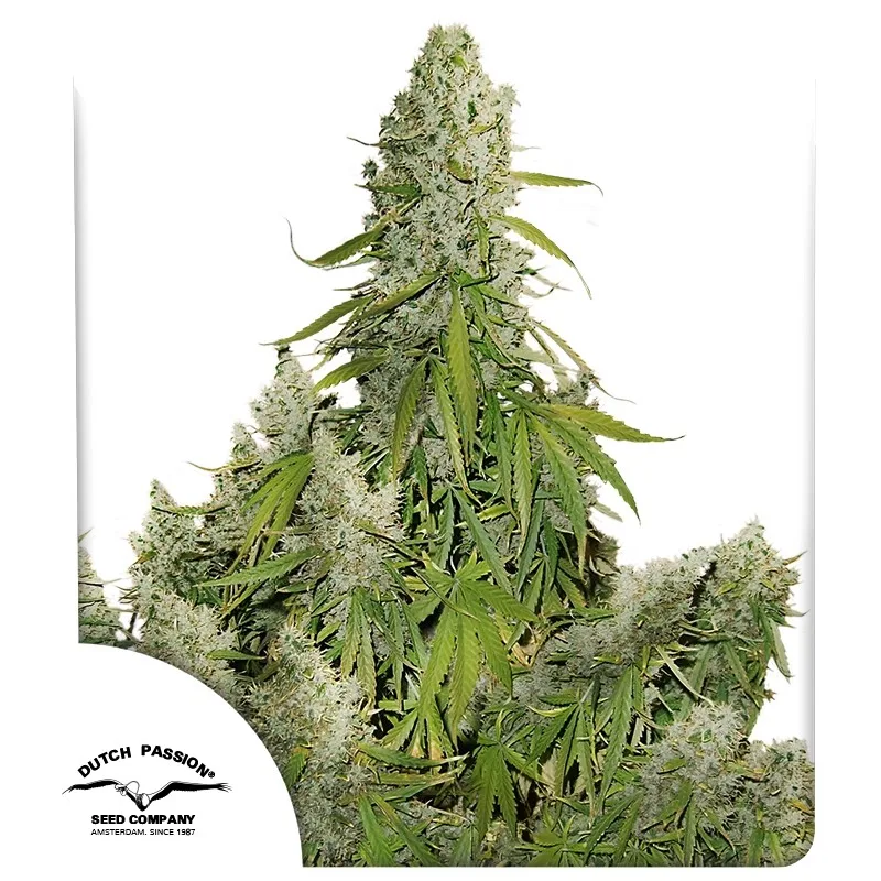 Auto Ultimate – Dutch Passion – autoflowering