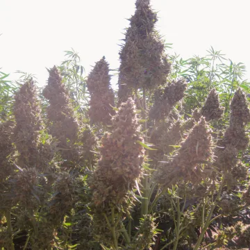 Auto Ultimate – Dutch Passion – autoflowering