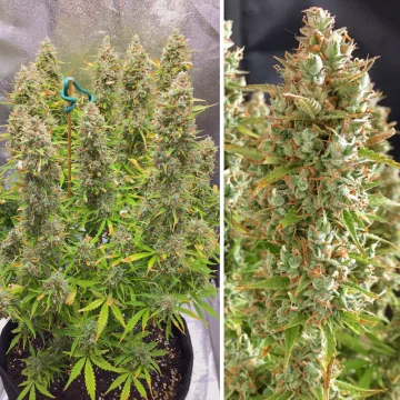 Auto Ultimate – Dutch Passion – autoflowering