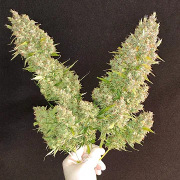 Auto Ultimate – Dutch Passion – autoflowering