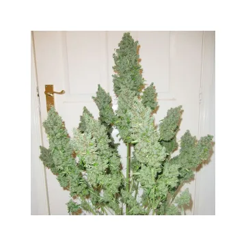 Auto Ultimate – Dutch Passion – autoflowering