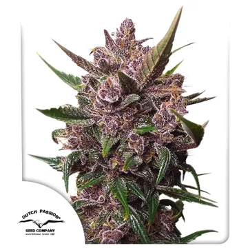 Auto Blackberry Kush – Dutch Passion – autoflowering