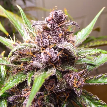 Auto Blackberry Kush – Dutch Passion – autoflowering