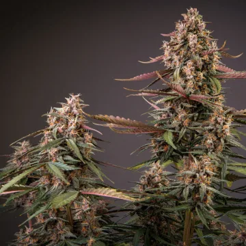 Auto Blackberry Kush – Dutch Passion – autoflowering