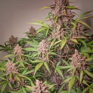 Auto Blackberry Kush – Dutch Passion – autoflowering