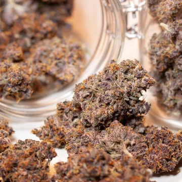 Auto Blackberry Kush – Dutch Passion – autoflowering