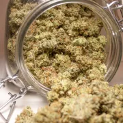Auto Brooklyn Sunrise – Dutch Passion – Autoflowering