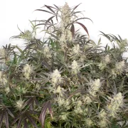 Auto Brooklyn Sunrise – Dutch Passion – Autoflowering