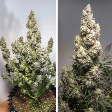 Auto Colorado Cookies – Dutch Passion – autoflowering