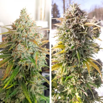 Auto Colorado Cookies – Dutch Passion – autoflowering