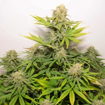 Auto Colorado Cookies – Dutch Passion – autoflowering