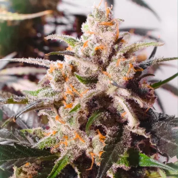 Auto Colorado Cookies – Dutch Passion – autoflowering