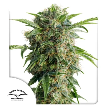 Auto Daiquiri Lime – Dutch Passion – autoflowering