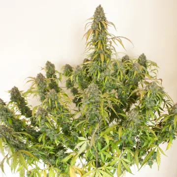 Auto Daiquiri Lime – Dutch Passion – autoflowering
