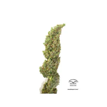 Auto Daiquiri Lime – Dutch Passion – autoflowering