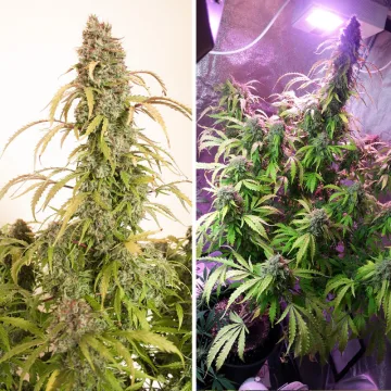 Auto Daiquiri Lime – Dutch Passion – autoflowering
