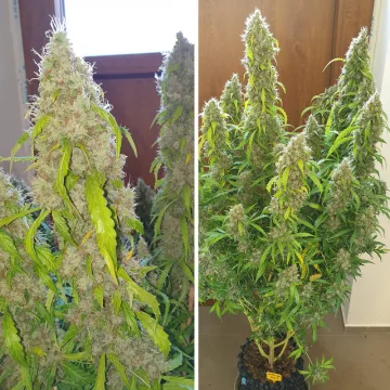 Auto Daiquiri Lime – Dutch Passion – autoflowering