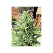 Auto Durban Poison – Dutch Passion – Autoflowering