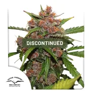 Auto Frisian Dew – Dutch Passion – Autoflowering