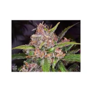 Auto Frisian Dew – Dutch Passion – Autoflowering
