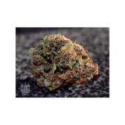 Auto Frisian Dew – Dutch Passion – Autoflowering