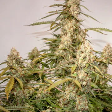 Auto Night Queen – Dutch Passion – autoflowering