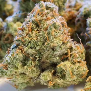 Auto Night Queen – Dutch Passion – autoflowering