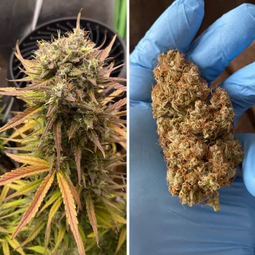 Auto Night Queen – Dutch Passion – autoflowering