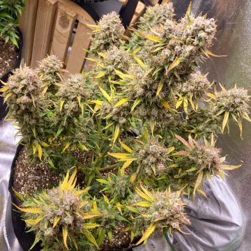 Auto Night Queen – Dutch Passion – autoflowering