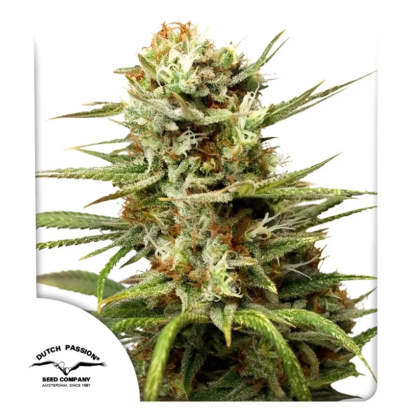 Auto White Widow – Dutch Passion – autoflowering