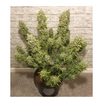 Auto White Widow – Dutch Passion – autoflowering