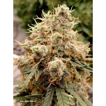 Auto White Widow – Dutch Passion – autoflowering