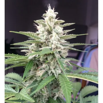 Auto White Widow – Dutch Passion – autoflowering