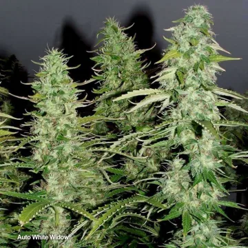 Auto White Widow – Dutch Passion – autoflowering