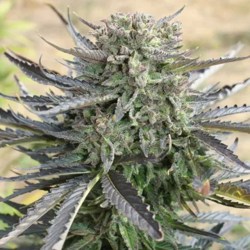 Blue Auto Mazar – Dutch Passion – autoflowering