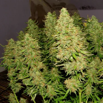 Blue Auto Mazar – Dutch Passion – autoflowering