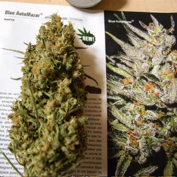 Blue Auto Mazar – Dutch Passion – autoflowering